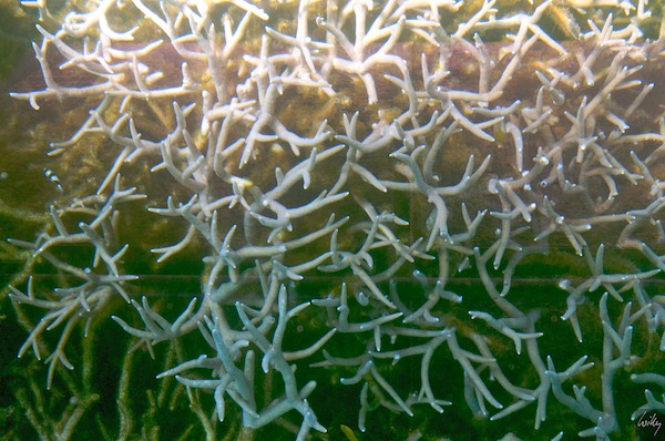 AustraliaPerth 10  119-1